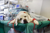 Timo der Hund