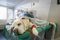 Timo der Hund
