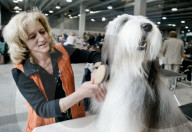 ANIMALIA, DIE INTERNATIONALE HUNDEAUSSTELLUNG