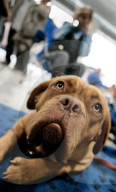 ANIMALIA, DIE INTERNATIONALE HUNDEAUSSTELLUNG