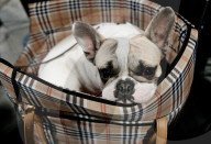ANIMALIA, DIE INTERNATIONALE HUNDEAUSSTELLUNG