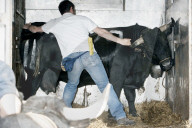 ERINGER KUHKAMPF IN RARON