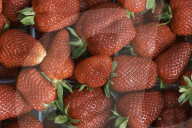 Erbeeren