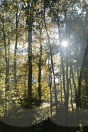 Herbstwald im Gegenlicht, Appenzell 2004