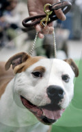 ANIMALIA, DIE INTERNATIONALE HUNDEAUSSTELLUNG