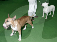 ANIMALIA, DIE INTERNATIONALE HUNDEAUSSTELLUNG