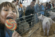 Sauenrennen an der OLMA, St. Gallen 2004: Rennschweine