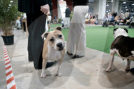 ANIMALIA, DIE INTERNATIONALE HUNDEAUSSTELLUNG