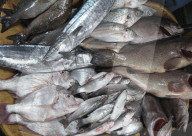 FISCHMARKT