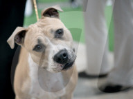 ANIMALIA, DIE INTERNATIONALE HUNDEAUSSTELLUNG