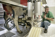 Bauer Milz mit Kuh an der Melchmaschine, 2005