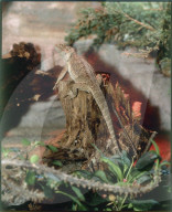 Bartagame (Pogona) in Terrarium