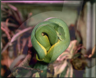 Grüner Baum-Python (Morelia viridis)
