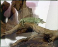 Chamäleon in Terrarium