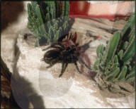 Vogelspinne (Grammostola pulchra) in Terrarium