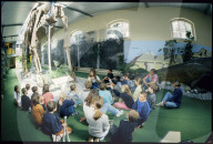 Sauriermuseum Aathal 1998