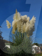 dukas 91146986 sut