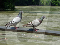 dukas 91147938 sut