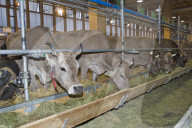 Kühe,an der Olma, 2005