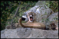 Tiere Credit: RDB