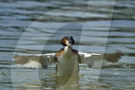 Haubentaucher, Wasservogel, Vogel, (Podiceps cristatus); Tier, Vogel, Wasservogel; Fischjaeger; Fische; Fischer; frisst Fische; Jaeger; Vogelnest; Nest; Horst, schwimmt und taucht sehr gut, See, Familie der Lappentaucher 