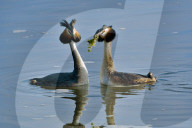Haubentaucher, Wasservogel, Vogel, (Podiceps cristatus); Tier, Vogel, Wasservogel; Fischjaeger; Fische; Fischer; frisst Fische; Jaeger; Vogelnest; Nest; Horst, schwimmt und taucht sehr gut, See, Familie der Lappentaucher 