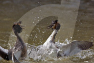 Haubentaucher, Wasservogel, Vogel, (Podiceps cristatus); Tier, Vogel, Wasservogel; Fischjaeger; Fische; Fischer; frisst Fische; Jaeger; Vogelnest; Nest; Horst, schwimmt und taucht sehr gut, See, Familie der Lappentaucher 