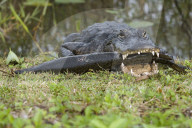 Alligator, Mississippi-Alligator, (Alligator mississippiensis), Reptil, Reptilien, Tier, gehoert zur Familie der Krokodile, fuersorgliche Panzerechse, wurden sehr stark wegen der Haut bejagt, Mode Leder, die Tiere stehen heute unter Schutz, Weibchen legen