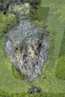 Alligator, Mississippi-Alligator, (Alligator mississippiensis), Reptil, Reptilien, Tier, gehoert zur Familie der Krokodile, fuersorgliche Panzerechse, wurden sehr stark wegen der Haut bejagt, Mode Leder, die Tiere stehen heute unter Schutz, Weibchen legen