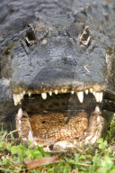 Alligator, Mississippi-Alligator, (Alligator mississippiensis), Reptil, Reptilien, Tier, gehoert zur Familie der Krokodile, fuersorgliche Panzerechse, wurden sehr stark wegen der Haut bejagt, Mode Leder, die Tiere stehen heute unter Schutz, Weibchen legen