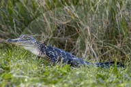 Alligator, Mississippi-Alligator, (Alligator mississippiensis), Reptil, Reptilien, Tier, gehoert zur Familie der Krokodile, fuersorgliche Panzerechse, wurden sehr stark wegen der Haut bejagt, Mode Leder, die Tiere stehen heute unter Schutz, Weibchen legen