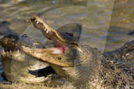 Alligator, Mississippi-Alligator, (Alligator mississippiensis), Reptil, Reptilien, Tier, gehoert zur Familie der Krokodile, fuersorgliche Panzerechse, wurden sehr stark wegen der Haut bejagt, Mode Leder, die Tiere stehen heute unter Schutz, Weibchen legen