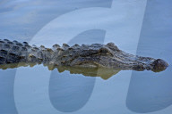 Alligator, Mississippi-Alligator, (Alligator mississippiensis), Reptil, Reptilien, Tier, gehoert zur Familie der Krokodile, fuersorgliche Panzerechse, wurden sehr stark wegen der Haut bejagt, Mode Leder, die Tiere stehen heute unter Schutz, Weibchen legen