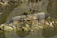 Alligator, Mississippi-Alligator, (Alligator mississippiensis), Reptil, Reptilien, Tier, gehoert zur Familie der Krokodile, fuersorgliche Panzerechse, wurden sehr stark wegen der Haut bejagt, Mode Leder, die Tiere stehen heute unter Schutz, Weibchen legen