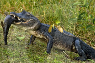 Alligator, Mississippi-Alligator, (Alligator mississippiensis), Reptil, Reptilien, Tier, gehoert zur Familie der Krokodile, fuersorgliche Panzerechse, wurden sehr stark wegen der Haut bejagt, Mode Leder, die Tiere stehen heute unter Schutz, Weibchen legen
