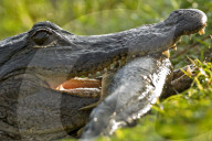 Alligator, Mississippi-Alligator, (Alligator mississippiensis), Reptil, Reptilien, Tier, gehoert zur Familie der Krokodile, fuersorgliche Panzerechse, wurden sehr stark wegen der Haut bejagt, Mode Leder, die Tiere stehen heute unter Schutz, Weibchen legen