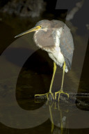 Kormoran; (Phalacrocorax carbo); Vogel, Wasservogel; Fischjaeger; Fische; Fischer; frisst Fische; Jaeger; Vogelnest; Nest; Horst, schwimmt und taucht sehr gut, See, Fluss, Fischerei, 