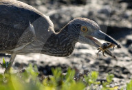 Kormoran; (Phalacrocorax carbo); Vogel, Wasservogel; Fischjaeger; Fische; Fischer; frisst Fische; Jaeger; Vogelnest; Nest; Horst, schwimmt und taucht sehr gut, See, Fluss, Fischerei, 