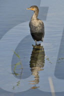 Kormoran; (Phalacrocorax carbo); Vogel, Wasservogel; Fischjaeger; Fische; Fischer; frisst Fische; Jaeger; Vogelnest; Nest; Horst, schwimmt und taucht sehr gut, See, Fluss, Fischerei, 