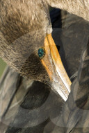 Kormoran; (Phalacrocorax carbo); Vogel, Wasservogel; Fischjaeger; Fische; Fischer; frisst Fische; Jaeger; Vogelnest; Nest; Horst, schwimmt und taucht sehr gut, See, Fluss, Fischerei, 