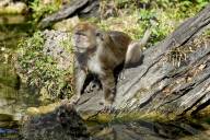 Javaneraffe, Langschwanzmakak, Krabbenesser, Affe