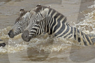 Zebra; Steppenzebra, Migration, Tierwanderung, Masai Mara, Serengeti