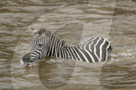 Zebra; Steppenzebra, Migration, Tierwanderung, Masai Mara, Serengeti