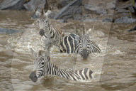 Zebra; Steppenzebra, Migration, Tierwanderung, Masai Mara, Serengeti