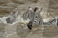 Zebra; Steppenzebra, Migration, Tierwanderung, Masai Mara, Serengeti