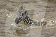 Zebra; Steppenzebra, Migration, Tierwanderung, Masai Mara, Serengeti