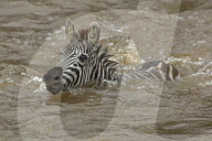 Zebra; Steppenzebra, Migration, Tierwanderung, Masai Mara, Serengeti