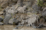 Zebra; Steppenzebra, Migration, Tierwanderung, Masai Mara, Serengeti