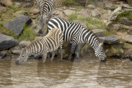 Zebra; Steppenzebra, Migration, Tierwanderung, Masai Mara, Serengeti