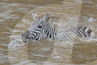 Zebra; Steppenzebra, Migration, Tierwanderung, Masai Mara, Serengeti